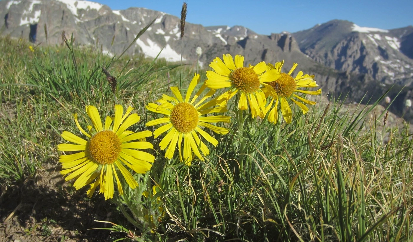 Cash Buyers for Colorado Land: How to Compare Direct Offers