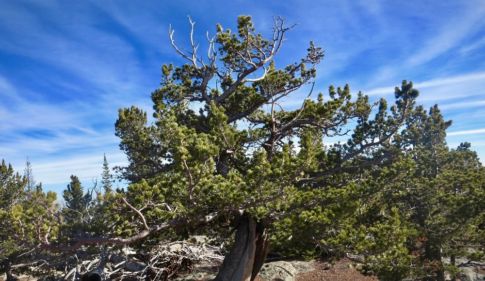 Cash Buyers for Colorado Land: How to Compare Direct Offers land guide